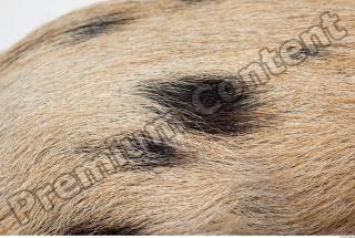 Pig fur photo reference 0002